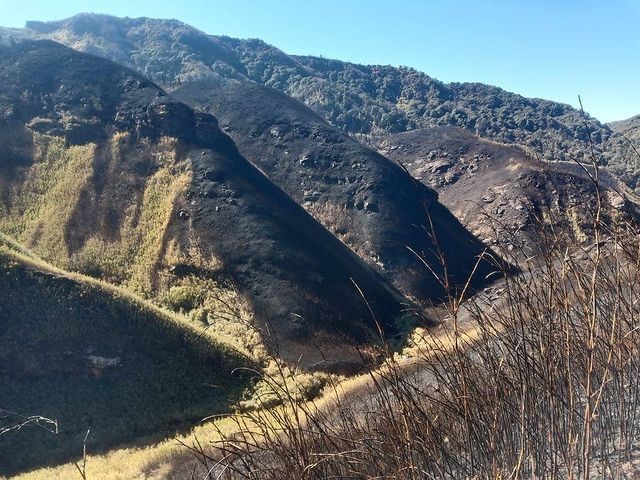 View of the charred hillsides in Dzukou Valley on January 9. (Photo Courtesy: Veravo Sapu)